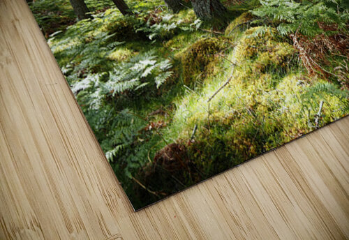 Scottish Highlands Spring Forest Morning                                                                                                                      Catriona Roberts Nature Photography and Designs puzzle