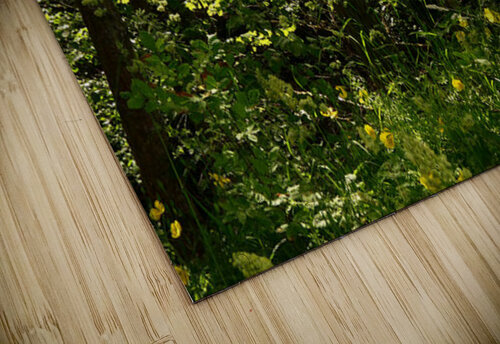 Woodland Sunlight in the Scottish Highlands Catriona Roberts Nature Photography and Designs puzzle