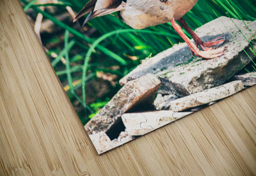 Curious Mallard Jason Fink puzzle