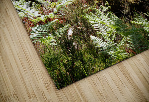 Scottish Highlands Pine and Ferns                                                                                                                      Catriona Roberts Nature Photography and Designs puzzle