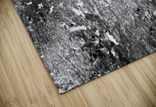 Scottish Highlands Wild Flowers                                                                                                                       Catriona Roberts Nature Photography and Designs puzzle