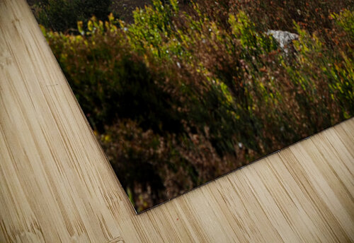  Lone Sentinel in the Scottish Highlands                                                                                                                     Catriona Roberts Nature Photography and Designs puzzle