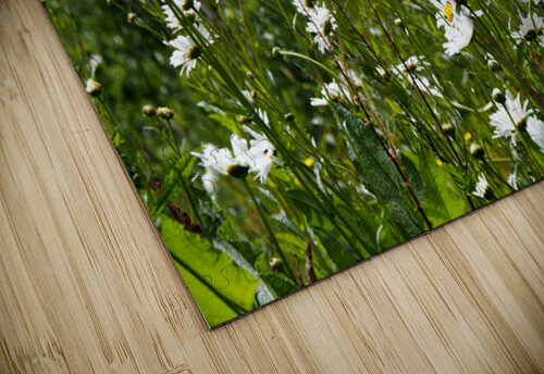 Where the Flowers Grow in the Scottish Highlands                                                                                                                      Catriona Roberts Nature Photography and Designs puzzle