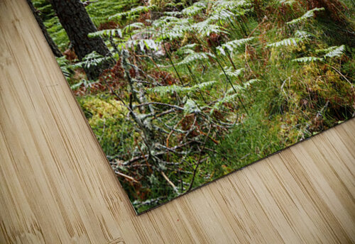  Home of the Wild Song in the Scottish Highlands                                                                                                                     Catriona Roberts Nature Photography and Designs puzzle
