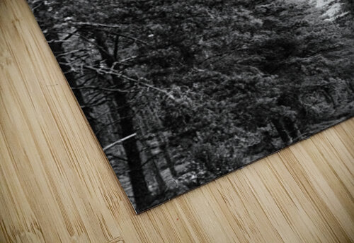 Monochrome Pine Woods in the Scottish Highlands                                                                                                                      Catriona Roberts Nature Photography and Designs puzzle