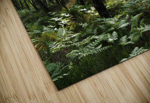 Scottish Highlands Ferns and Pines                                                                                                                      Catriona Roberts Nature Photography and Designs puzzle