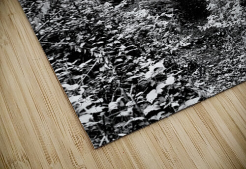 Monochrome Forest through the Scottish Highlands                                                                                                                      Catriona Roberts Nature Photography and Designs puzzle