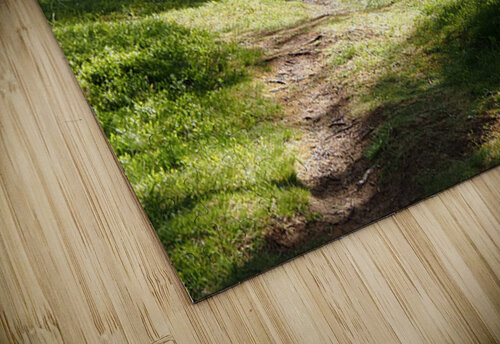   Birch Forest Path in the Scottish Highlands                                                                                                                    Catriona Roberts Nature Photography and Designs puzzle