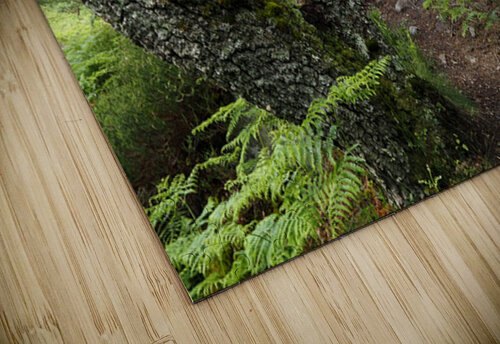 Birch Guardian in the Scottish Highlands                                                                                                                       Catriona Roberts Nature Photography and Designs puzzle