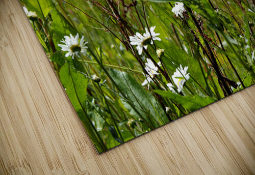 Daises Song for the Scottish Highlands                                                                                                                      Catriona Roberts Nature Photography and Designs puzzle