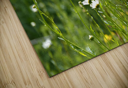  Daisy Wildflowers                                                                                                                     Catriona Roberts Nature Photography and Designs puzzle