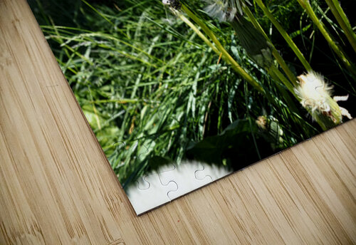 Dandelions of the Scottish Highlands                                                                                                                       Catriona Roberts Nature Photography and Designs puzzle