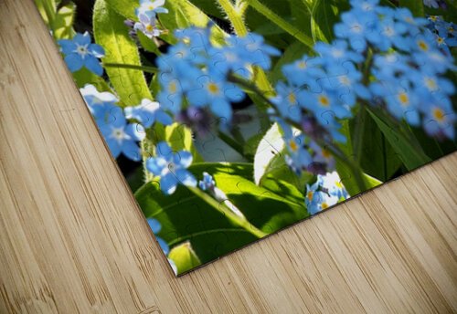 For-Get-Me-Not in the Scottish Highlands                                                                                                                      Catriona Roberts Nature Photography and Designs puzzle