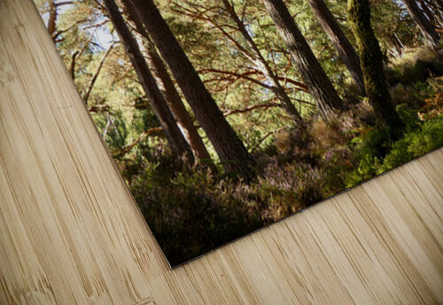  Scottish Highlands Summer Pine Forest Catriona Roberts Nature Photography and Designs puzzle