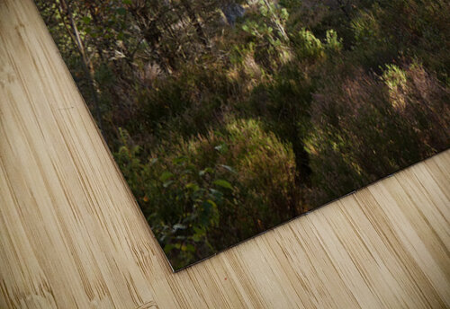 Summer Highlands Summer Forest Catriona Roberts Nature Photography and Designs puzzle