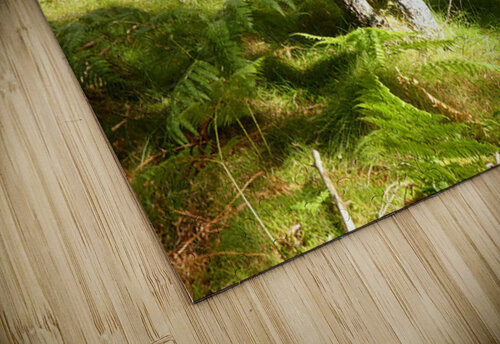 Scottish Highlands Summer Ferns Catriona Roberts Nature Photography and Designs puzzle