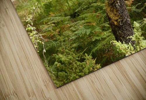 Scottish Highlands Birch Tree Summer Catriona Roberts Nature Photography and Designs puzzle