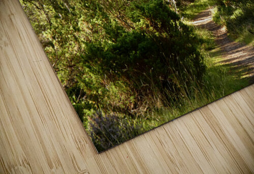 Scottish Highlands Summer Birch Path Catriona Roberts Nature Photography and Designs puzzle