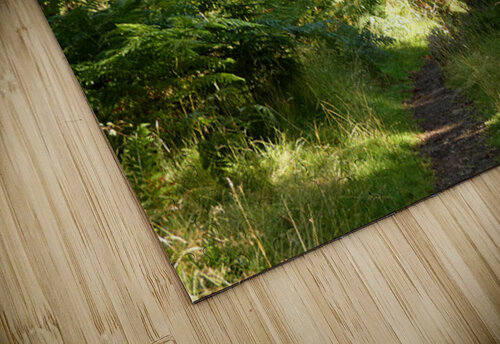 Scottish Highlands Summer Birch Path Catriona Roberts Nature Photography and Designs puzzle