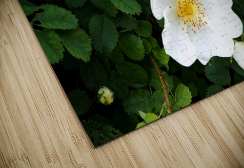 Scottish Highlands White Dog Rose                                                                                                                      Catriona Roberts Nature Photography and Designs puzzle