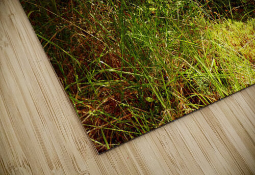 Mushrooms Amidst the Ferns  Catriona Roberts Nature Photography and Designs puzzle