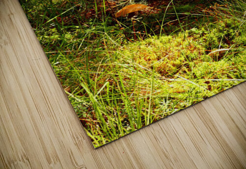 Forest Mushrooms with Ferns Catriona Roberts Nature Photography and Designs puzzle