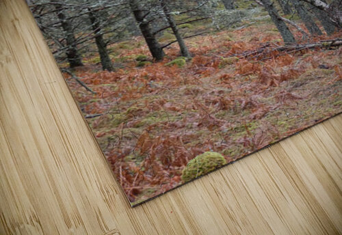 Winter Birch in the Rain Catriona Roberts Nature Photography and Designs puzzle