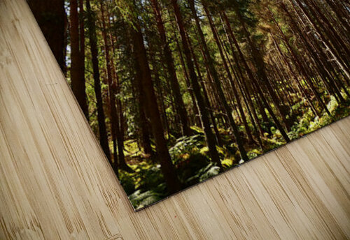 Tall Pines in the Scottish Highlands Catriona Roberts Nature Photography and Designs puzzle