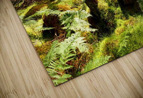 Scottish Highlands Summer Pine Woodland Catriona Roberts Nature Photography and Designs puzzle