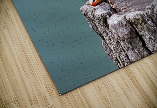 Juvenile Five Lined Skink Deb Oppermann puzzle