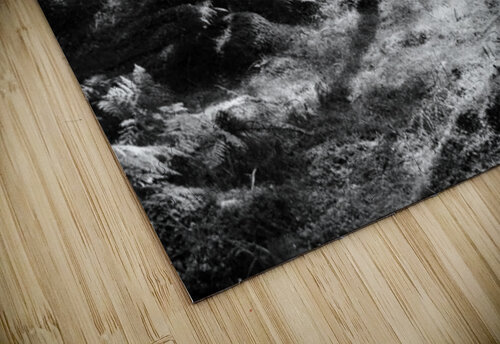 Black and White Ferns with Pines   Catriona Roberts Nature Photography and Designs puzzle