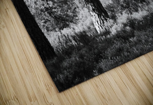 Pines in Monochrome Catriona Roberts Nature Photography and Designs puzzle