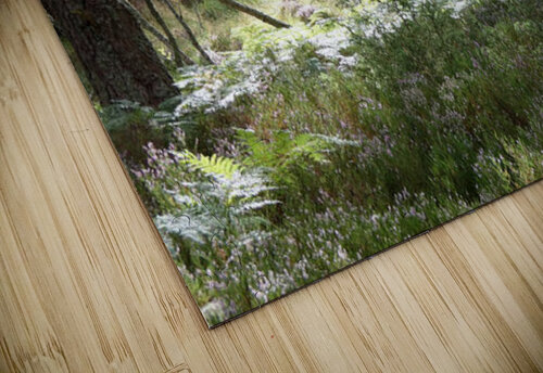 Birch and Pine Summer Catriona Roberts Nature Photography and Designs puzzle