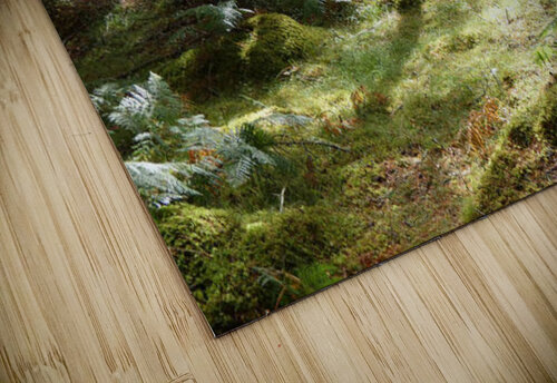 Woodland Ferns and Pines Catriona Roberts Nature Photography and Designs puzzle