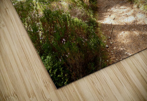 The Trail in the Scottish Highlands Catriona Roberts Nature Photography and Designs puzzle