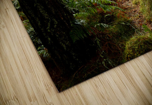 Ferns and Pine Catriona Roberts Nature Photography and Designs puzzle