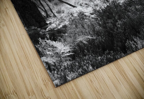 Pine Sunlight and Shadows Catriona Roberts Nature Photography and Designs puzzle