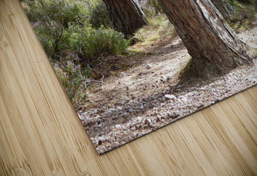 Scottish Highlands Pines Catriona Roberts Nature Photography and Designs puzzle