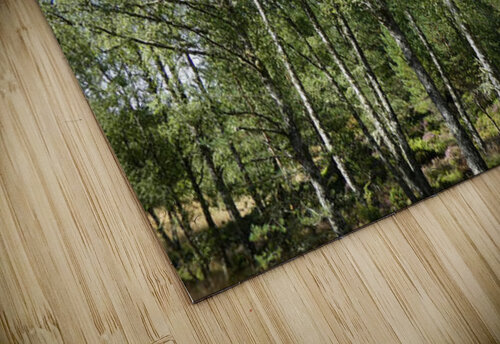 Summer Birch in the Scottish Highlands Catriona Roberts Nature Photography and Designs puzzle