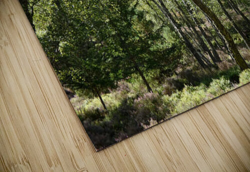 Scottish Highlands Summer Birch Forest  Catriona Roberts Nature Photography and Designs puzzle