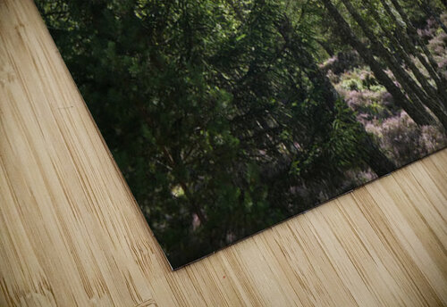 Scottish Highlands Birch Woods  Catriona Roberts Nature Photography and Designs puzzle