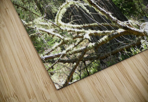 Scottish Highlands Mixed Forest with Lichen Catriona Roberts Nature Photography and Designs puzzle