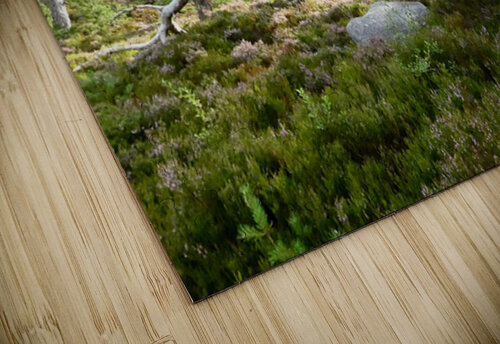 Scottish Highlands Mystical Pine Woodland  Catriona Roberts Nature Photography and Designs puzzle