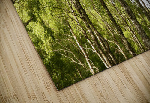 Scottish Highlands Green Birch Sunlight Catriona Roberts Nature Photography and Designs puzzle