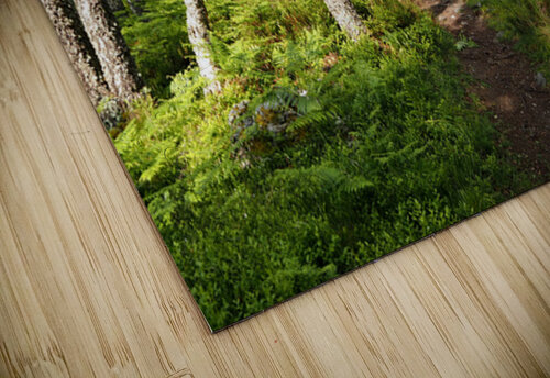 Scottish Highlands Ferns Trail                                                                                                                  Catriona Roberts Nature Photography and Designs puzzle