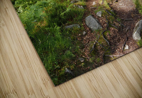Scottish Highlands Birch Path                                                                                                                      Catriona Roberts Nature Photography and Designs puzzle