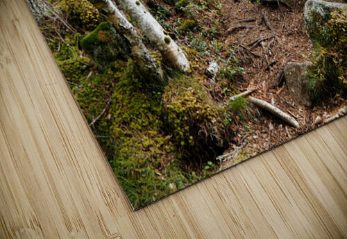  Scottish Highlands Forest Trail                                                                                                                     Catriona Roberts Nature Photography and Designs puzzle