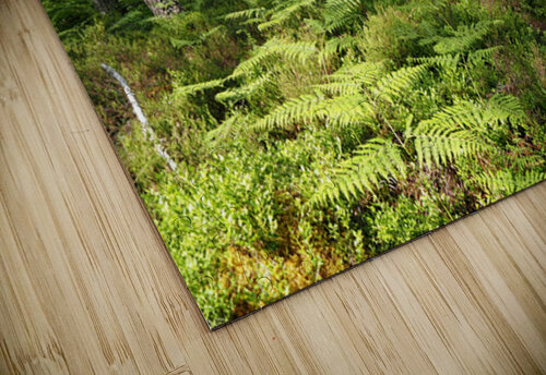 Scottish Highlands Ferns Path                                                                                                                      Catriona Roberts Nature Photography and Designs puzzle