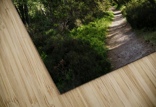  May Birch Forest Trail in the Scottish Highlands                                                                                                                     Catriona Roberts Nature Photography and Designs puzzle