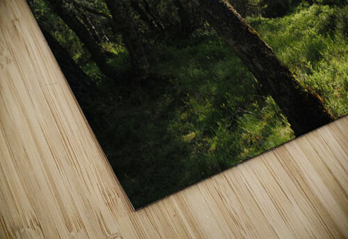  Sunlight Forest in the Scottish Highlands                                                                                                                     Catriona Roberts Nature Photography and Designs puzzle